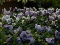 /album/un-mondo-di-viole/dscn7613okmc-rid-jpg/